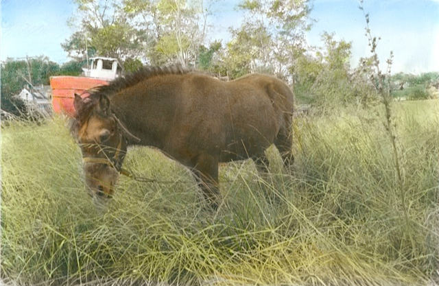 Harbor Horse, photograph by Liv Kristin Robinson