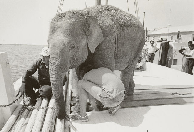 Transporting an Elephant, PMM National Fisherman Collection