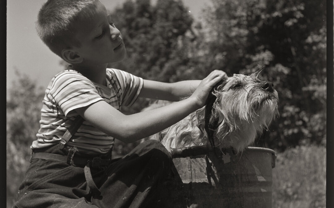 Dog Washing